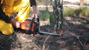 How Our Tree Care Process Works  in  Agua Dulce, CA