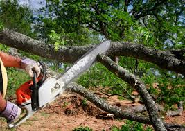 Best Arborist Consultation Services  in Agua Dulce, CA