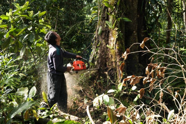 Trusted Agua Dulce, CA Tree Care Services Experts