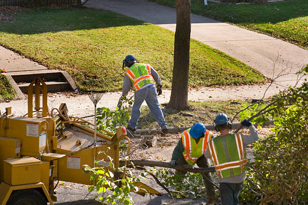 Best Tree Removal  in Agua Dulce, CA